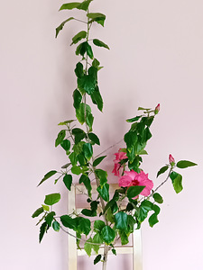 Müüa roosad hibiskused (4 foto / 6)