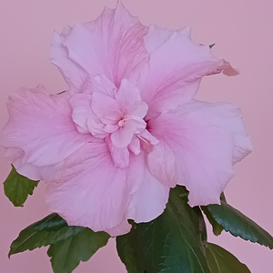 Müüa 2 hibiskit ühes potis - roosa ja hele roosa (1 foto / 4)