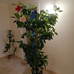 Müüa 2 hibiskit ühes potis - roosa ja hele roosa (3 foto / 4)