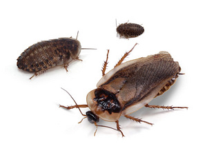 Prussakad blaptica dubia (2 foto / 2)