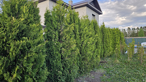 Elupuu SMARAGD 3m 30tk (1 foto / 3)