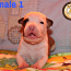 American Staffordshire Terrier (foto #5)