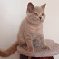 Британский короткошерстный котенок (фото #4)