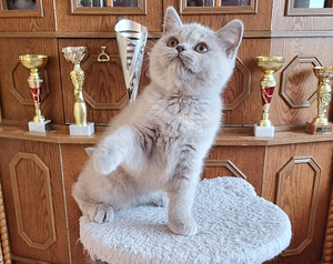 Британский короткошерстный котенок (2 фото из 6)