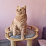 Клубный британский котик (фото #5)