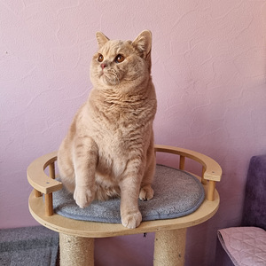 Клубный британский котик (5 фото из 6)