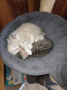 Отдам котят в добрые руки (1 фото из 3)