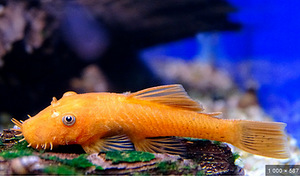 Ancistrus kala 4-6 cm (2 foto / 3)