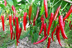 Kurgi, kabatsok, chilli, kõrvitsa istikud (2 foto / 2)