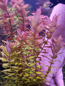 Rotala macrandra "Green" (2 foto / 2)