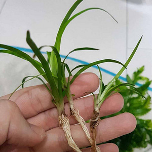 Eriocaulon sp vietnam (2 foto / 2)