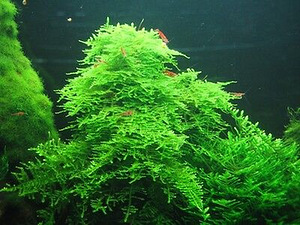 Vesicularia cf. montagnei "Krabi" (1 foto / 3)