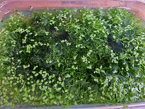 Riccia fluitans (1 фото из 1)