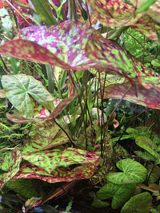 Nimphea micrantha (3 foto / 4)