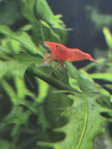 Neocaridina sp. Bloody Mary (3 foto / 3)