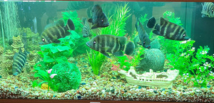 Heterotilapia buttikoferi 11cm (1 foto / 2)