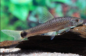 Crossocheilus reticulatus (1 foto / 1)