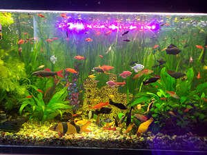 Noored antsitrudid, guppid, mollid, mõõksabadpeciliad (1 foto / 3)