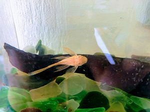 Ancistrus sp. albiino (imisuuga säga) (1 foto / 3)