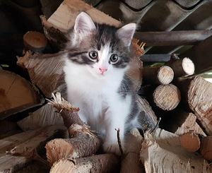 Котенок ищет дом! (2 фото из 4)