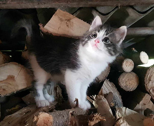 Котенок ищет дом! (3 фото из 4)
