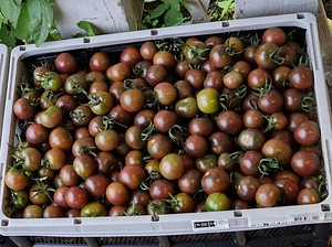 Magus avamaa tomat Black Cherry 3kg/10€ (3 foto / 4)