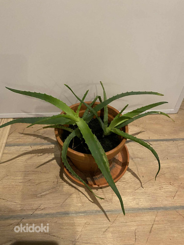 ALOE