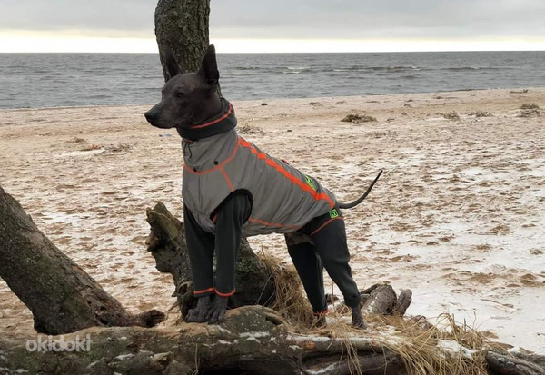 Комбинезон, куртка для собаки. Mr.Felix sportswear (фото #8)