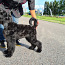 Vene Must Terier / Black Russian Terrier kutsikas (foto #1)