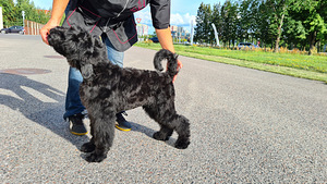Vene Must Terier / Black Russian Terrier kutsikas