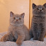 Briti lühikarvalised kassipojad (foto #1)