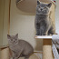 Британские короткошерстняе котята (фото #2)