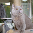 Британская короткошерстная кошка (фото #1)