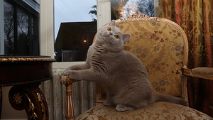 Briti sirelipoiss (4 foto / 4)