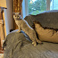 Briti lühikarvalised kassipojad (foto #2)