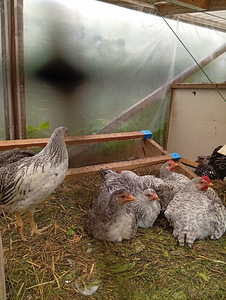 Leghorn Hõbedane (Borkovskaja Barvistaja) (2 foto / 3)