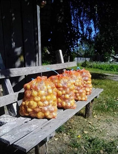 Peipsi sibul ja vanik. (2 foto / 3)