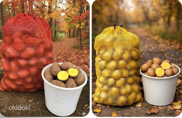 Kartul Laura ja Gala.