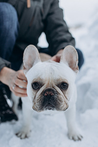 Prantsuse buldog otsib pruuti. (3 foto / 5)