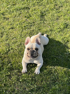 Prantsuse buldog otsib pruuti. (1 foto / 5)