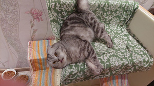 Kogenud tiitliga Scottish Fold (2 foto / 5)