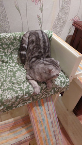 Kogenud tiitliga Scottish Fold (4 foto / 5)