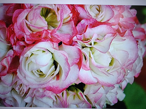 Roosinupp pelargoonium Apple Blossom