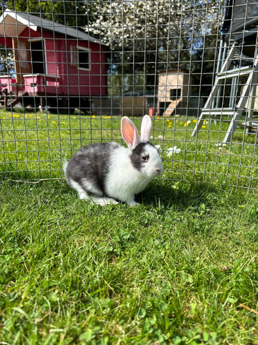 Küülik
