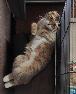 Kass otsib uut kodu (3 foto / 4)