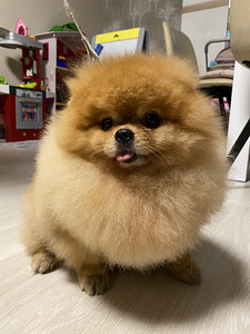 Pomeranian spits otsib prutti (2 foto / 3)