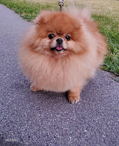 Pomeranian spits otsib pruuti (1 foto / 3)