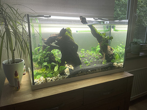 Akvaarium EHEIM 125L. Lamp+välispump (1 foto / 10)