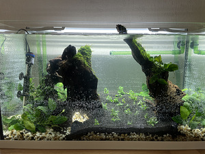 Akvaarium EHEIM 125L. Lamp+välispump (6 foto / 10)