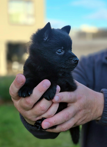 Schipperke kutsikas